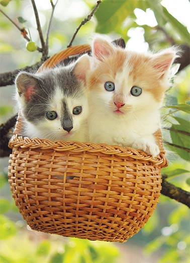 Cat Basket Funny Kevin     It's easier to "Hang-in-There" with a good friend.